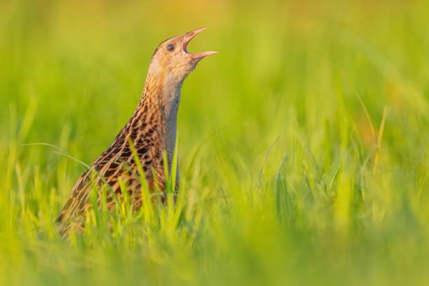 istock Corncrake in the Meadow: A Stunning Wildlife Photo 2193776377