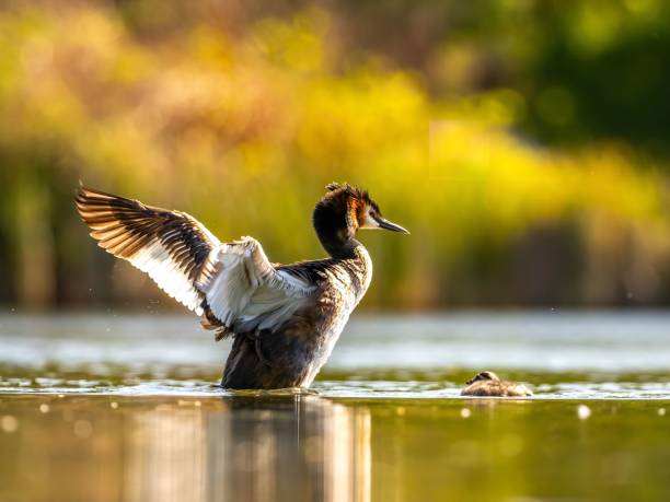 istock Great Crested Grebe and Chick on Golden Lake 2193776380