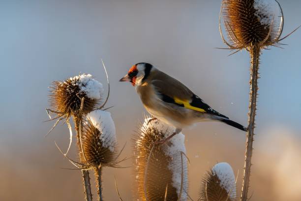 istock Goldfinch on Snow Covered Thistle 2193776943