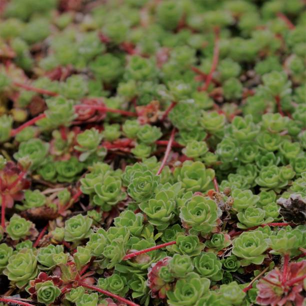 istock Field of Chicks n Hens Succulents 2193777114