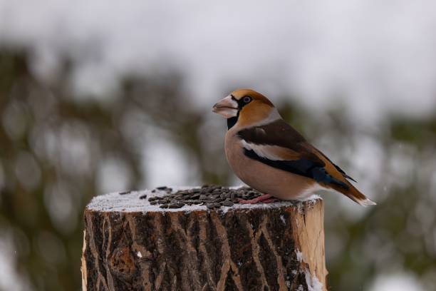 istock Hawfinch on a snowy stump 2193777129