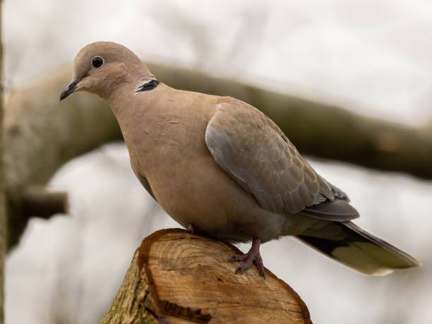 istock Close-up of a graceful Collared Dove perched on a tree stump, showcasing its delicate feathers and soft plumage against a blurred natural background. 2193777197