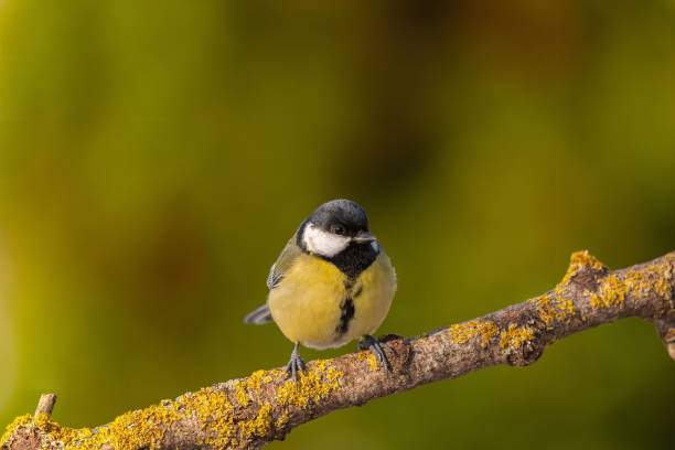 istock Great Tit on a Branch, Vibrant Nature Photography 2193777208