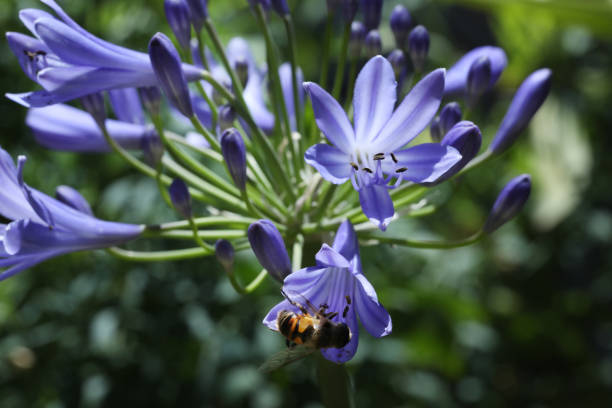 a closeup of a blue and purple bee with pollen on the agapanthus flower