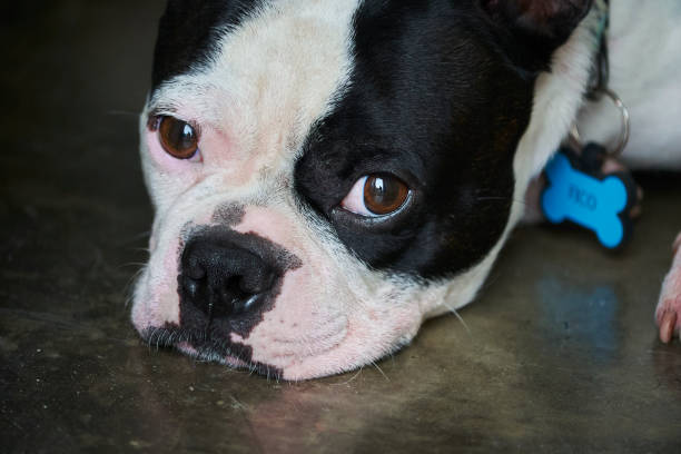 Boston Terrier resting after a hard day of playing in the park
