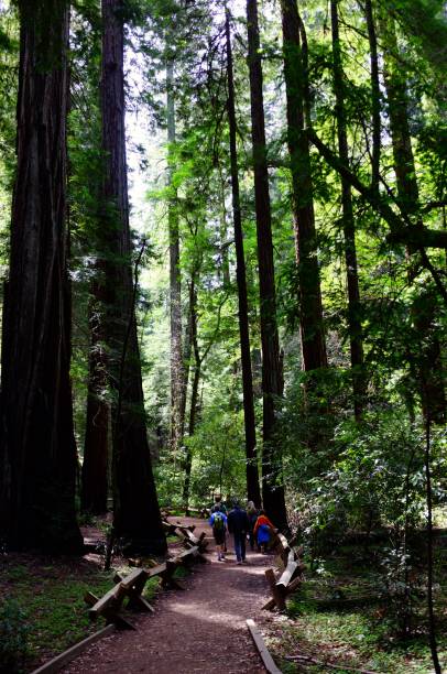 istock Hiking in the California Redwoods 2193779997
