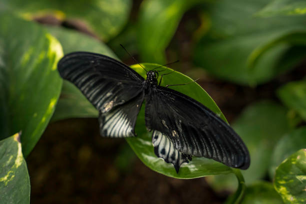 Single great Mormon in the swallowtail butterfly family.\n