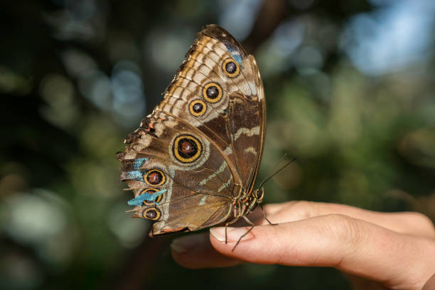 This image shows a side view of a Blue Morpho butterfly with tattered wings, on a human finger.