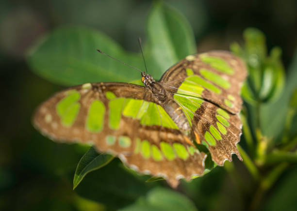 Discover a moment of tranquil solitude as a light green butterfly with intricate brown and white markings finds respite on a vibrant green leaf. Against a backdrop of softly blurred green leaves, the butterfly stands out, radiating a sense of calm and serenity. This image captures the delicate beauty of nature's stillness and invites viewers to embrace moments of quiet contemplation.