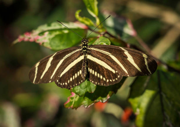 This image shows a close up, top view of a black and white Zebra Longwing butterfly.