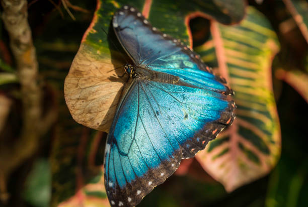 A large butterfly with iridescent blue wings is perched on a feeding station filled with fruit. The vibrant garden surrounds it with colorful flowers and green foliage creating a serene atmosphere.