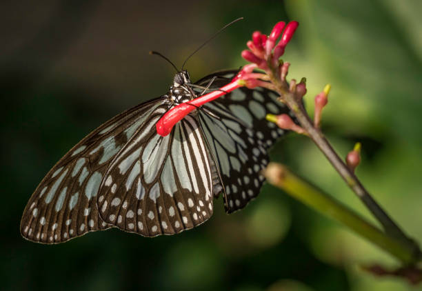 istock underside of black and white butterfly on a pink blossom 2193781801