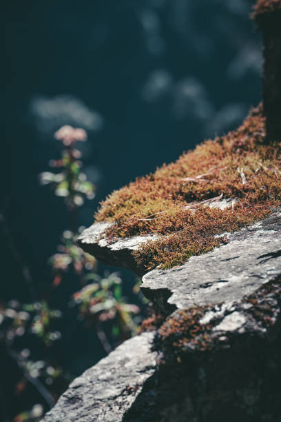 Moss-covered rock protrudes from a Yunnan, China cliffside, overlooking a misty Dali valley. Sunlight highlights the vibrant moss and a delicate flower.