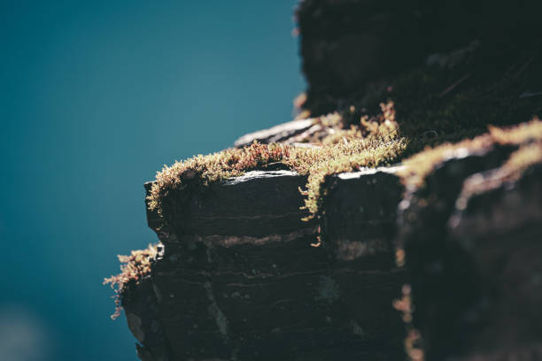 Moss-covered rocks jut out against a vibrant blue sky.  The texture suggests age and exposure to the elements, possibly in a high-altitude location like the Yunnan province of China, near Dali.