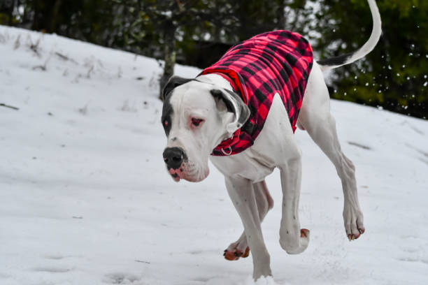 istock Great Dane Puppy Playing in the Snow 2193786810