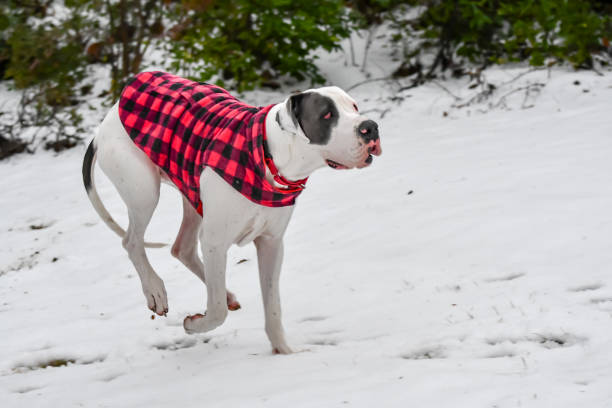 istock Great Dane Puppy Playing in the Snow 2193786964