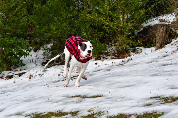 Eleven Month Old Great Dane Puppy Playing in the Snow in Alabama