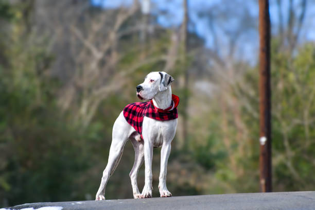 Portrait of a large white Great Dane with black spots and different eyes, wearing a red leather collar while walking by the sea promenade in daylight