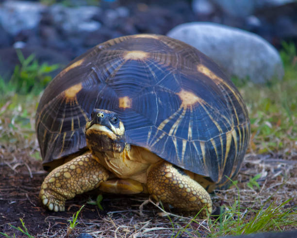 istock Star tortoise in the garden 2193788118