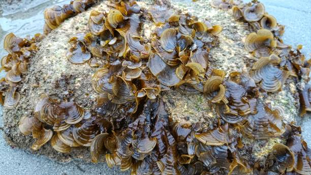 Padina pavonica brown algae, also known as peacock's tail. A natural aquatic wallpaper showcasing vibrant coral reef life, perfect for marine-themed backgrounds and ocean environments