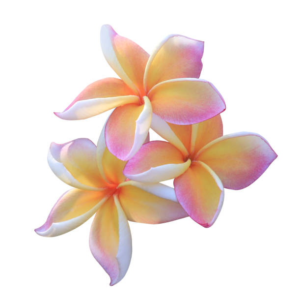 Plumeria or Frangipani flowers. Close up pink-yellow plumeria flower bouquet isolated on white background.