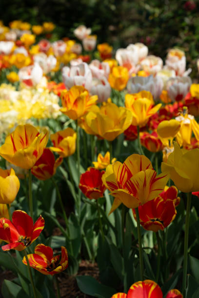 istock Layers of Red Yellow and White Tulips 2193791195