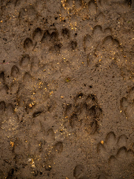 istock Multiple Paw Prints Of Channel Island Foxes 2193791273
