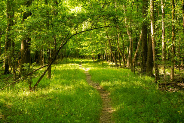Narrow Kingsnake Trail Cuts through Grass and Forest in Congaree National Park