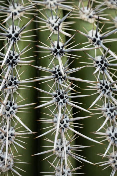 istock Perfectly Ordered Spines Grow Thick On Saguaro Cactus 2193791415