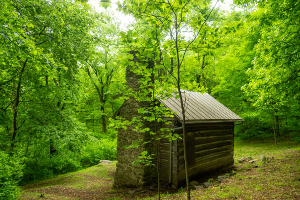 Quiet Forest Around Jones Mountain Cabin in Shenandoah