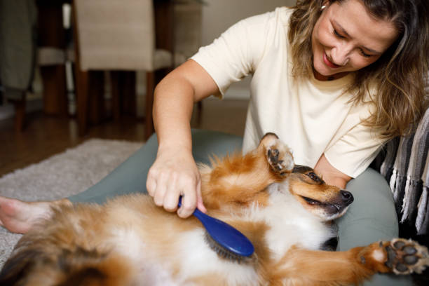 istock Woman brushing her dog 2193791792