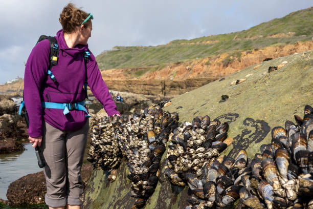 istock Woman In Purple Sweater Wanders Along Tide Pools 2193792031