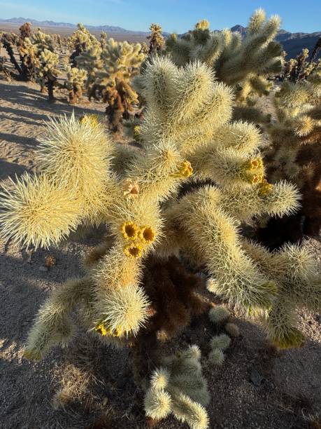 istock Joshua Tree national park 2193793153