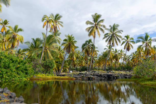The sun shines on the stream in the tropical garden, and the water reflects the surrounding palm trees and lush plants, creating a quiet and vibrant natural atmosphere.