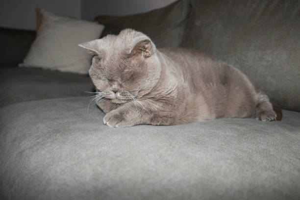 A close-up portrait of a British Shorthair cat resting on a couch, captured with direct flash for a candid and unique look into its calm demeanor.
