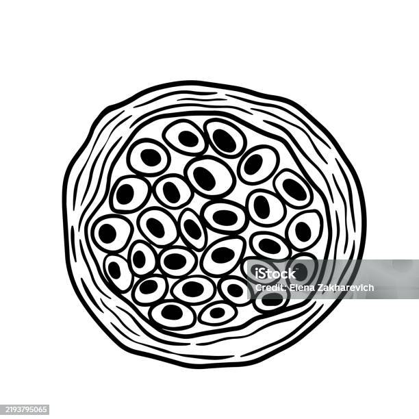 Nucleus Abstract Simple An Abstract Illustration Depicting A Cell And Its Nucleus Featuring ...