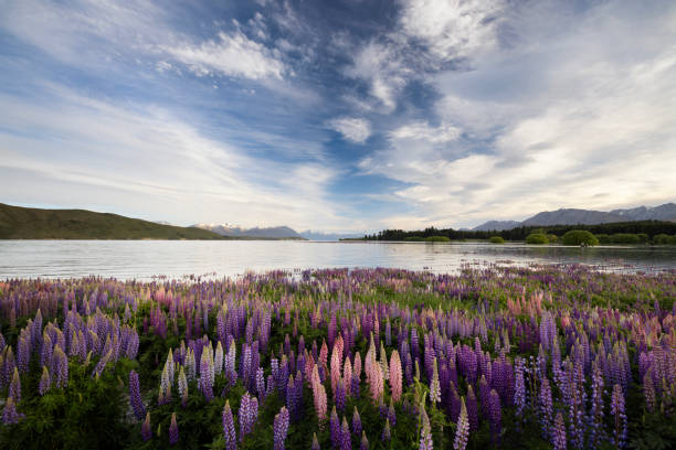Wild lupines grow along the shoreline of Lake Tekapo.\nLake Tekapo is situated in the Mackenzie Region, on the South Island of New Zealand. It is a popular tourist destination, especially in spring when the lupines bloom.