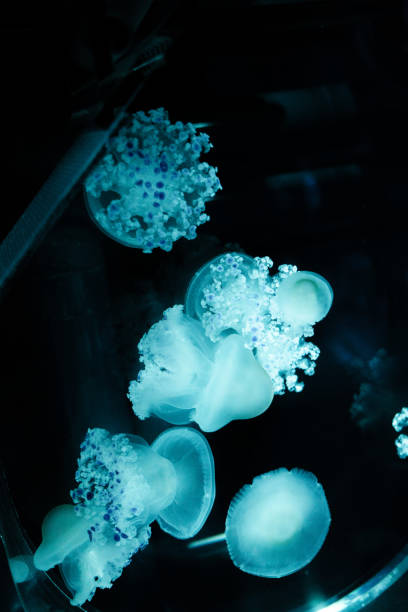istock Blue Blooming Jellyfish – A Cluster of Graceful Ocean Creatures 2193798822