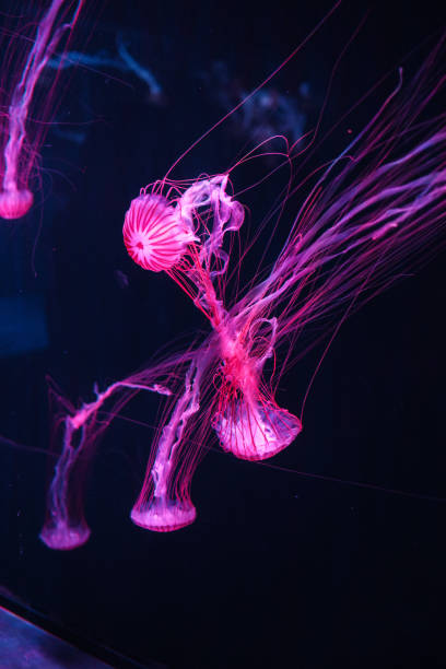 istock Radiant Pink Jellyfish in Motion – A Captivating Deep-Sea Ballet 2193798828