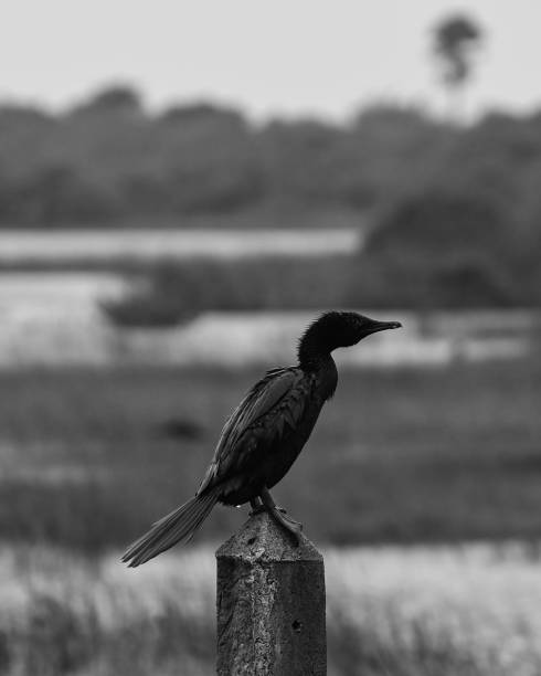 istock Cormorant Perched in a Wetland 2193798969
