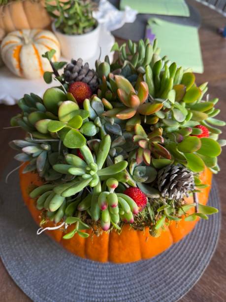 Orange Pumpkin topped with Succulent Plants