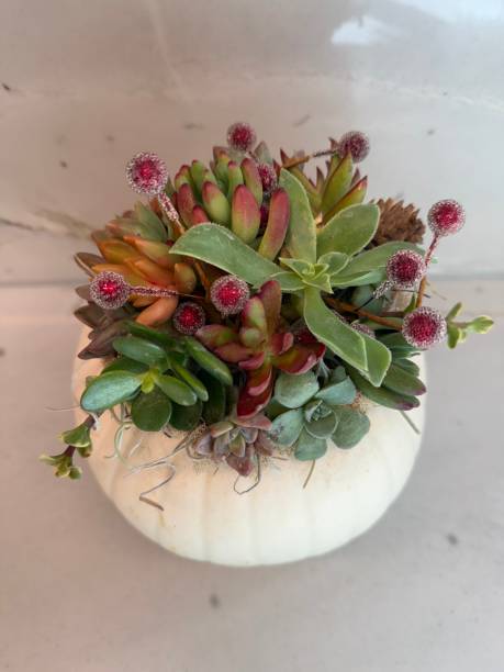 istock Holiday White Pumpkin with Succulents 2193799573
