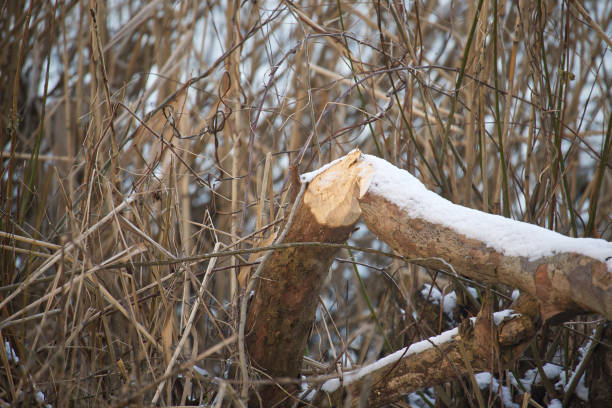Snow covered tree trunk, gnawed by a beaver, rests on dry undergrowth in a winter forest, highlighting the intricate wildlife activity and the beauty of nature's ecosystem