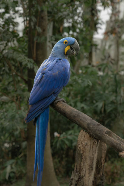 istock The hyacinth macaw (Anodorhynchus hyacinthinus), or hyacinthine macaw 2193801292