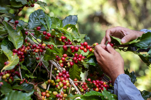 istock Hand holding ripe coffee bean,Worker harvest Arabica Coffee Bean from coffee Tree 2193804412