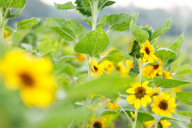 Bright beautiful cheerful Sunflowers in park. Selective focus.