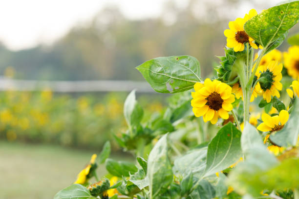 Bright beautiful cheerful Sunflowers in park. Selective focus.