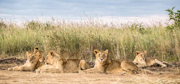 istock Solo Travels in the Wild 2193806305