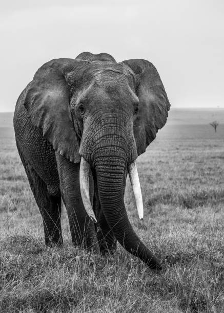 istock Solo Travels in the Wild 2193806319