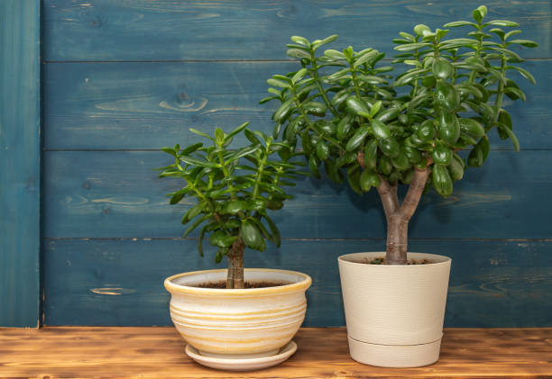 istock Succulent houseplant Crassula ovata in a pot on blue rustic background 2193806373